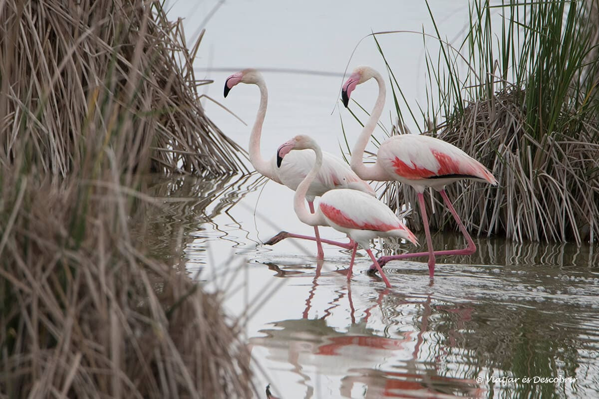 Descubre el Delta del Ebro