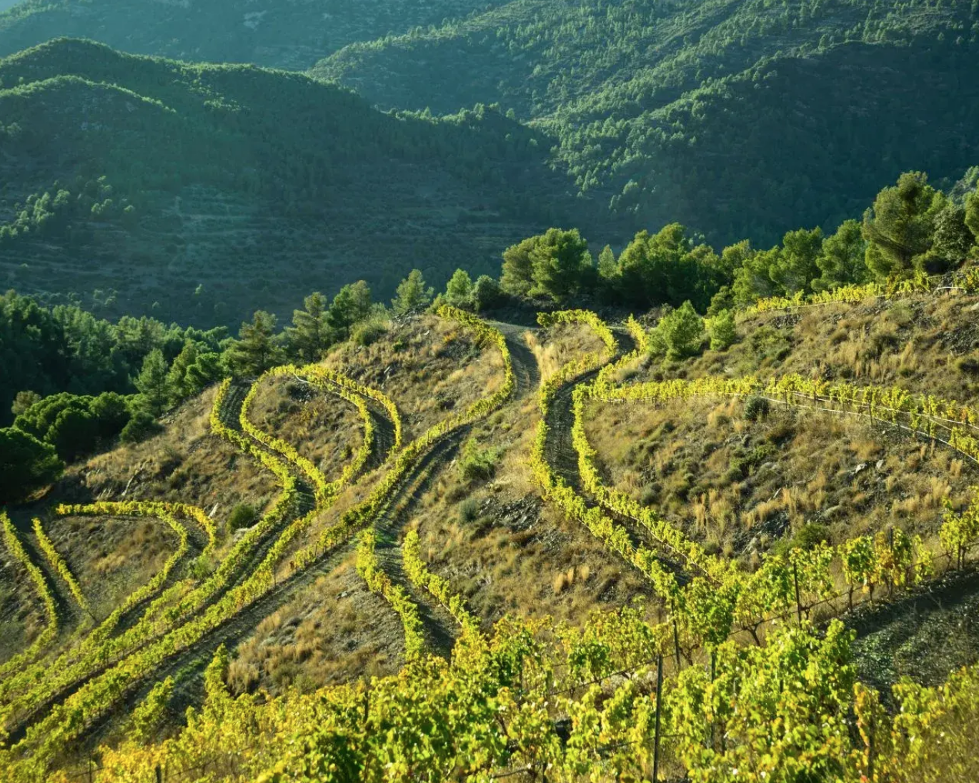 Un viaje sensorial por la DOQ Priorat